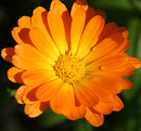Orange Calendula